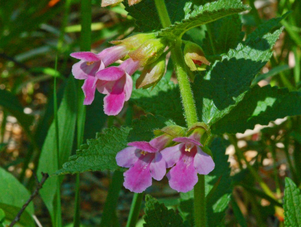 Melittis melissophyllum